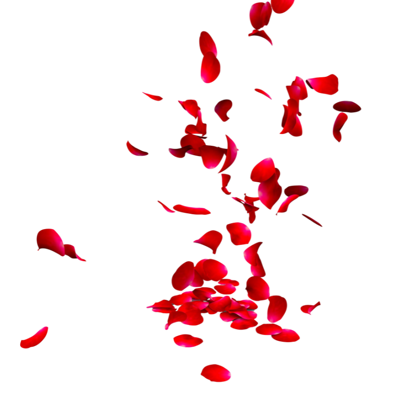 rose petals HoPE