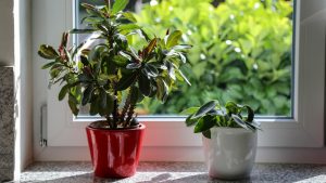 Keep Indoor Plants