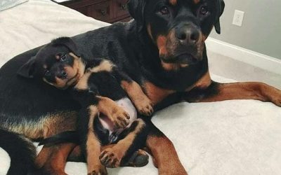 Feeding Working Dogs: The Importance Of Great Nutrition