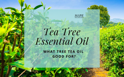 How Tea Tree Oil Can Improve Your Life?