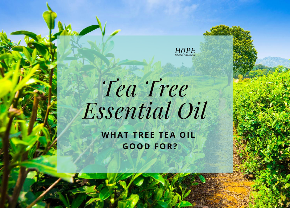 How Tea Tree Oil Can Improve Your Life?