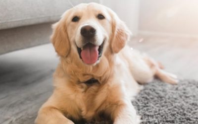 5 Pet-Friendly House Cleaning Tips – Windermere Real Estate