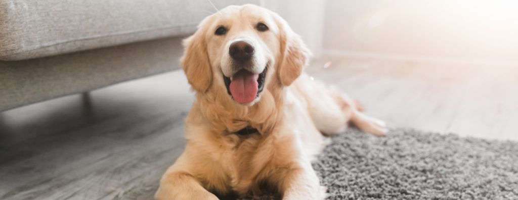 5 Pet-Friendly House Cleaning Tips – Windermere Real Estate