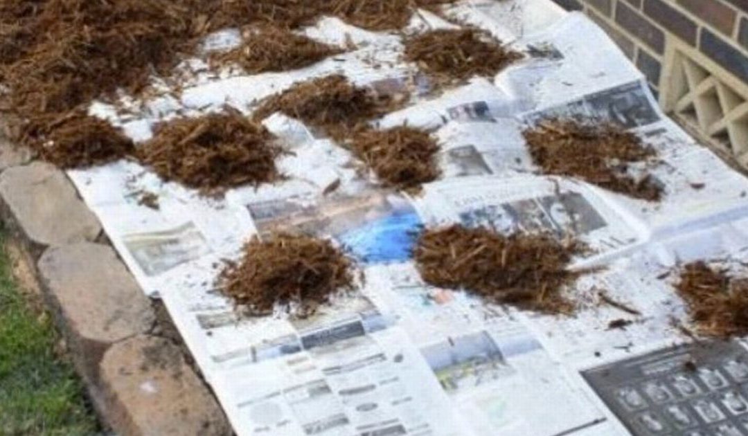 Clever gardening hack gets rid of weeds using old newspaper – Mirror Online