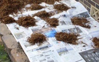 Clever gardening hack gets rid of weeds using old newspaper – Mirror Online