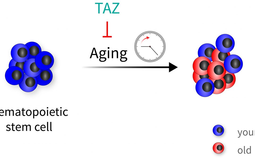 Fitness program for blood stem cells: TAZ protein protects from age-related loss of function