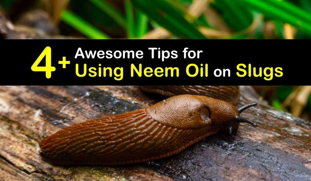 Get Rid of Slugs – Quick Tips for Killing Slugs with Neem Oil