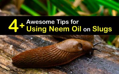 Get Rid of Slugs – Quick Tips for Killing Slugs with Neem Oil