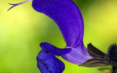 How Clary Sage Essential Oil Can Help You Live a Better Life