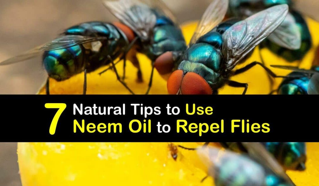 How to Deter Flies with Neem Oil – Easy Ways to Repel Flies