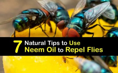 How to Deter Flies with Neem Oil – Easy Ways to Repel Flies