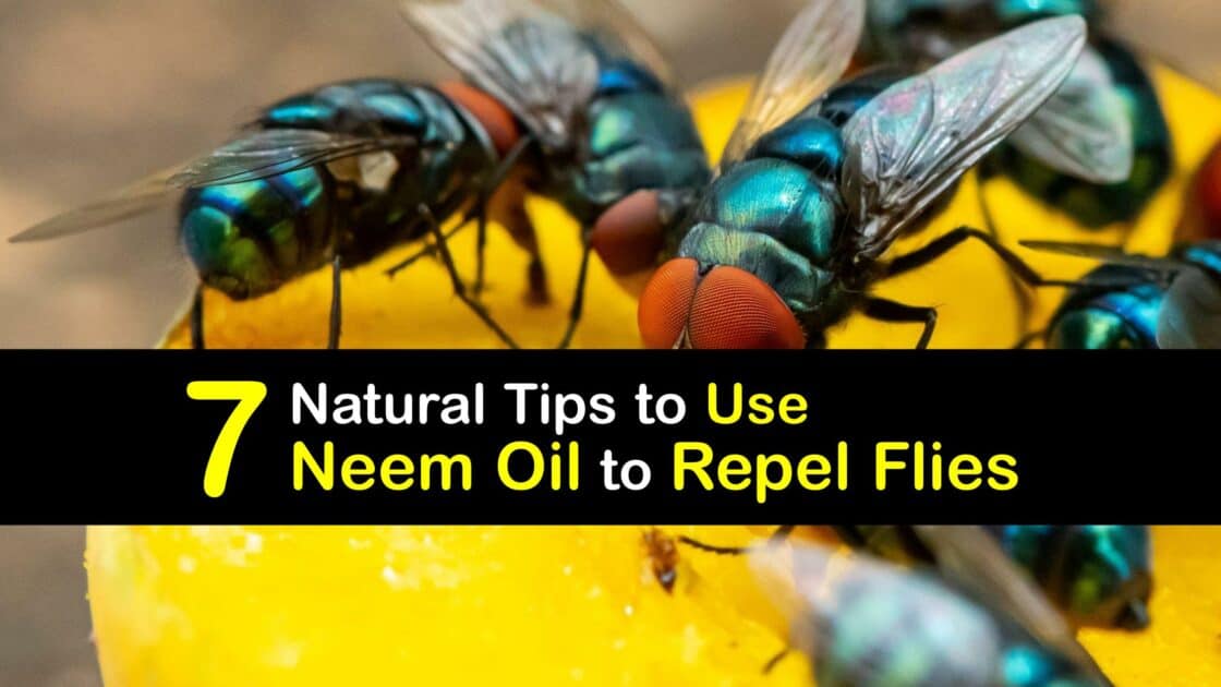 How to Deter Flies with Neem Oil Easy Ways to Repel Flies The