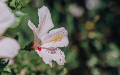 Ingredient Spotlight: Hibiscus Benefits for Skin | UpCircle – UpCircle Beauty
