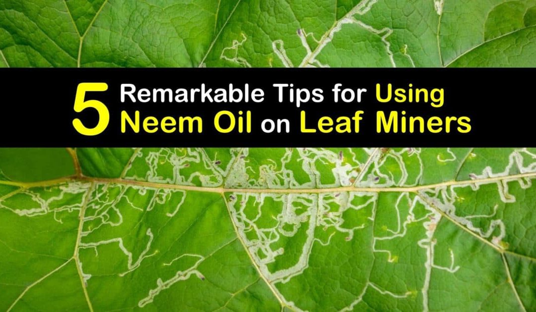 Kill Leaf Miners – Getting Rid of Leaf Miners with Neem Oil