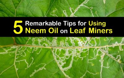 Kill Leaf Miners – Getting Rid of Leaf Miners with Neem Oil
