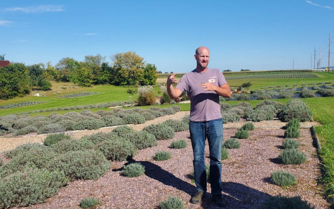 Lavender: Great For Bath And Kitchen – Mid-West Farm Report