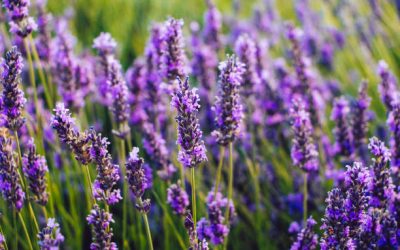 Lavender In Weed + Effects Of Smoking Weed