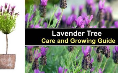Lavender Tree: Care and Growing Guide (Watering, Pruning and More) » Golden Spike Company