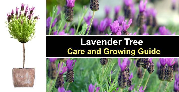 Lavender Tree: Care and Growing Guide (Watering, Pruning and More) » Golden Spike Company