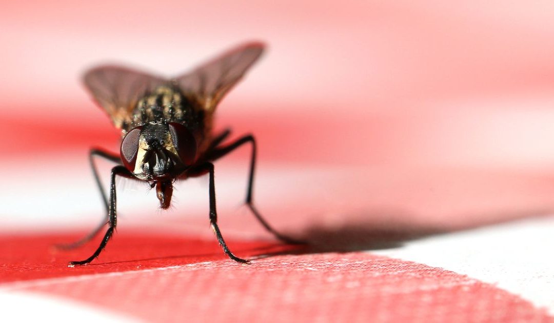 Mrs Hinch fan shares sandwich bag hack to keep flies out of your home this summer – Mirror Online