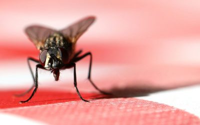 Mrs Hinch fan shares sandwich bag hack to keep flies out of your home this summer – Mirror Online