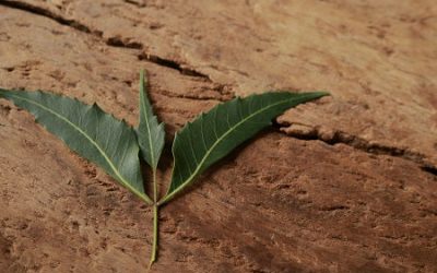 Neem: An Ayurvedic Botanical for Inner & Outer Beauty
| Maharishi AyurVeda