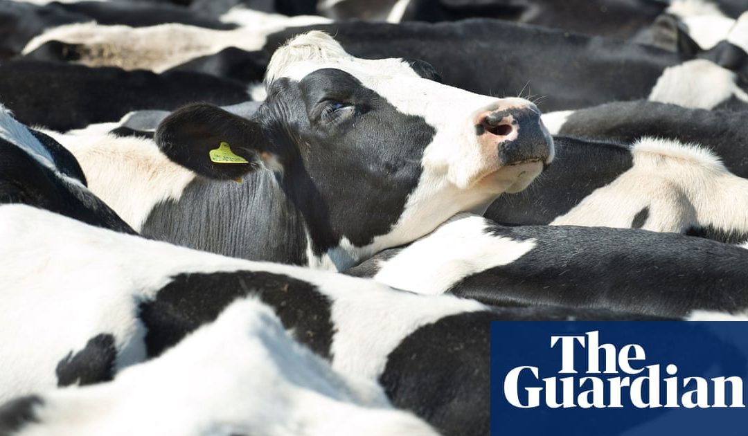 Plant-based diets crucial to saving global wildlife, says report | Food | The Guardian