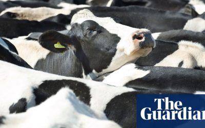 Plant-based diets crucial to saving global wildlife, says report | Food | The Guardian