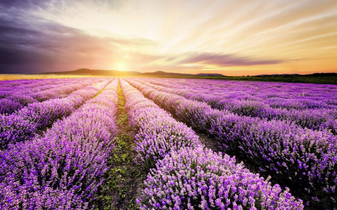 The Healing Powers and Uses of Lavender – Farmers’ Almanac 