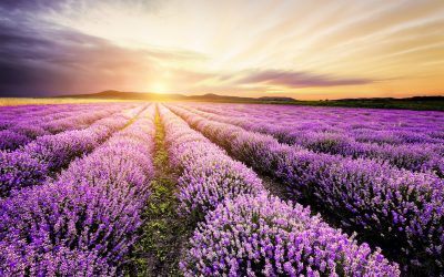 The Healing Powers and Uses of Lavender – Farmers’ Almanac