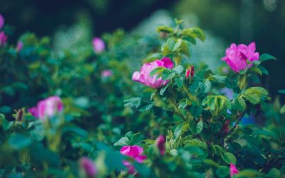 What is Rosehip Seed Oil?
    
    
    
      – Pure Luxe Apothecary