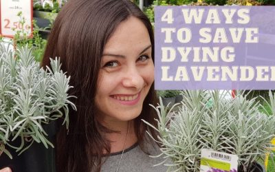 Why Is My Lavender Not Fragrant? Top Answer Update – Fitnessdriven.net