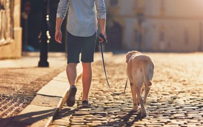 3 Things You Need to Know About Senior Dogs and Exercise