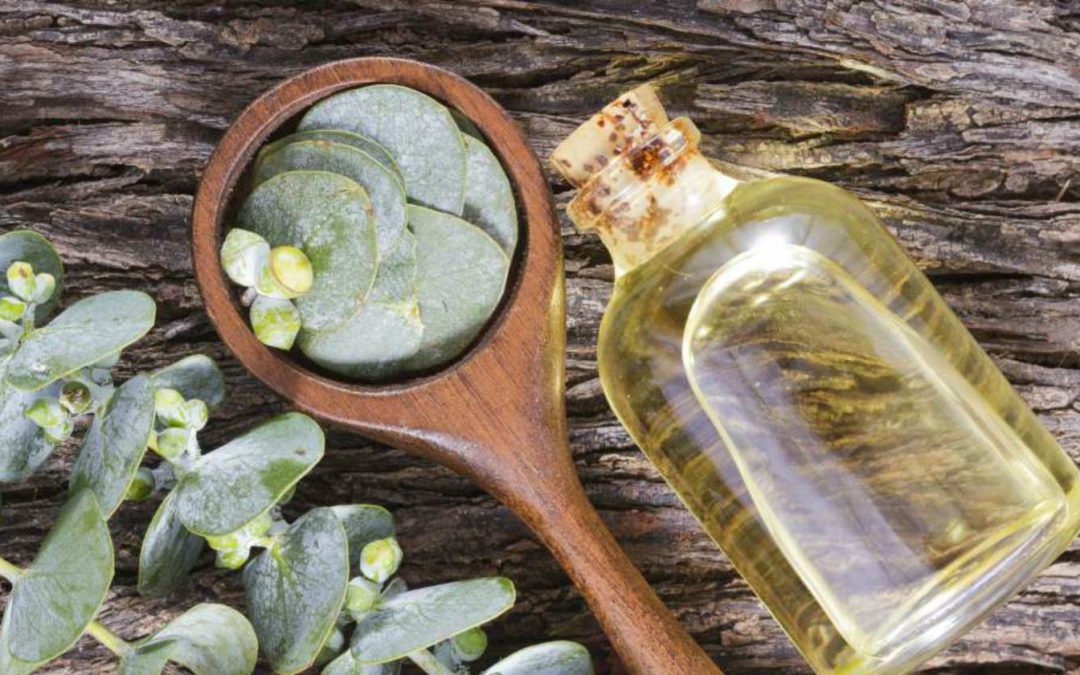 Eucalyptus Oil Uses And Benefits Around The Homestead