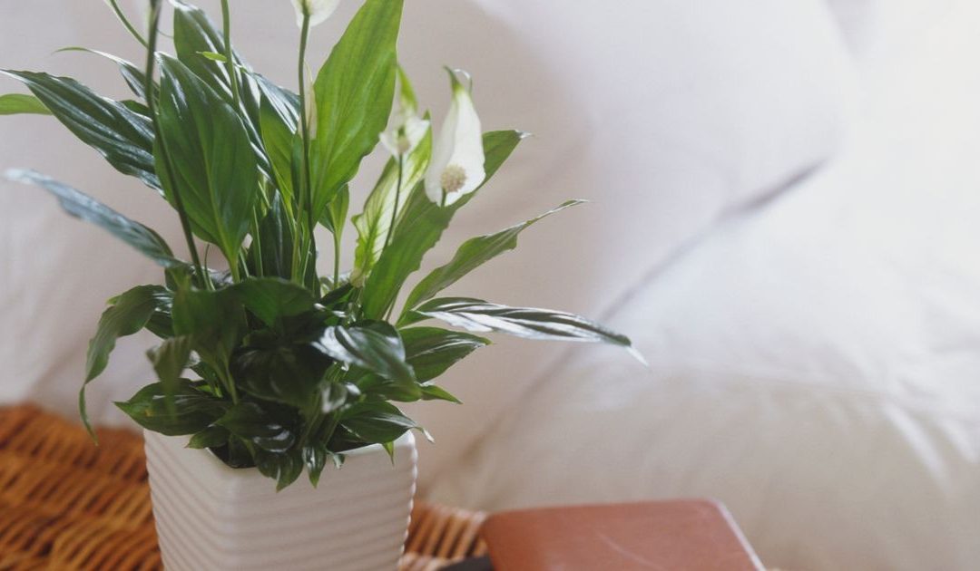Four pretty houseplants that can keep mould and damp out of your home this winter – Mirror Online