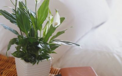 Four pretty houseplants that can keep mould and damp out of your home this winter – Mirror Online
