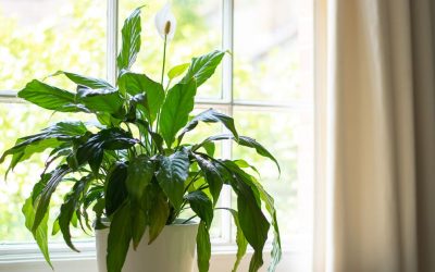 Natural and economical way to stop mould and condensation hitting your home and health – Hull Live