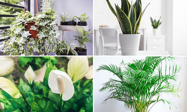 The four houseplants that will banish mould and condensation from your home today | Daily Mail Online