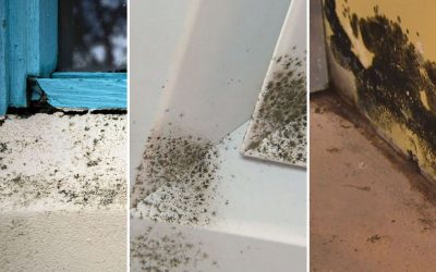 What you need to do when you find mould in your home