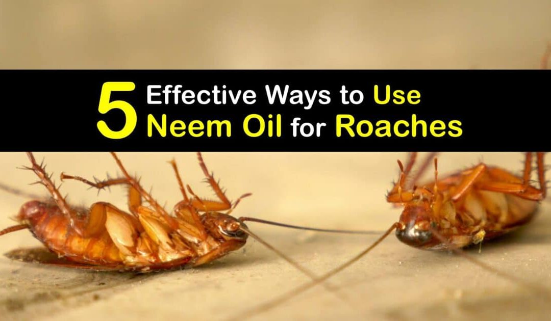 Get Rid of Roaches - Tips for Killing Roaches with Neem Oil