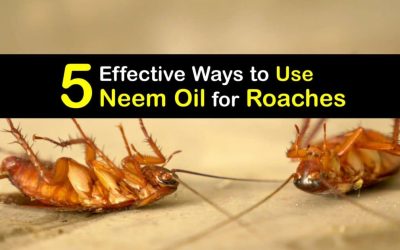 Get Rid of Roaches – Tips for Killing Roaches with Neem Oil