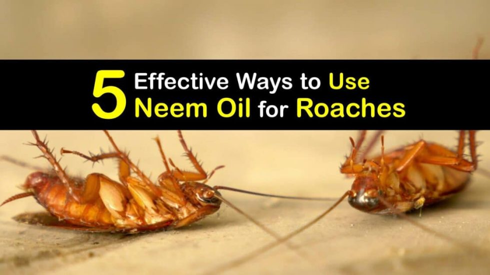 Get Rid of Roaches Tips for Killing Roaches with Neem Oil The