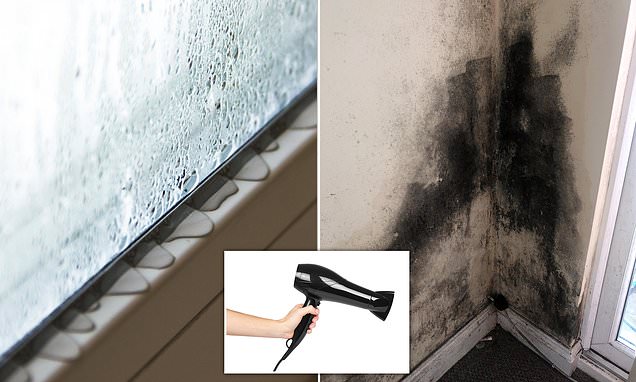 How to stop black mould: You can beat unhealthy condensation build-up in your home with these hacks | Daily Mail Online