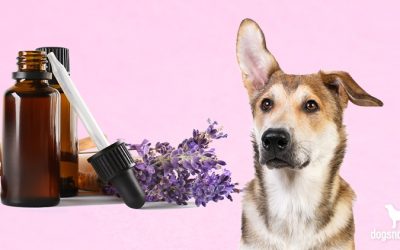 Is Lavender Safe For Dogs? – Dogs Naturally