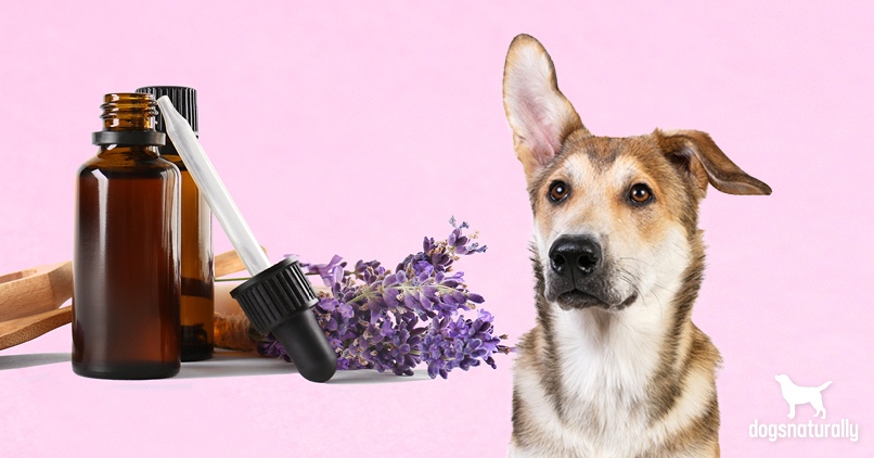 Is Lavender Safe For Dogs? – Dogs Naturally