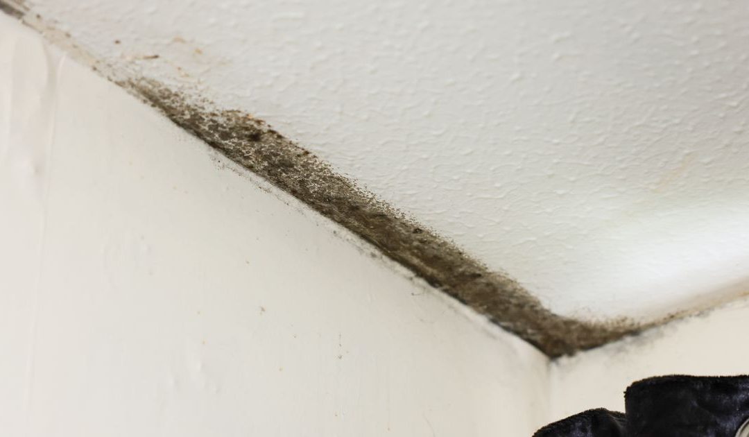 Mould in your home - why it happens, how to beat it and ways to stop it coming back - Hull Live